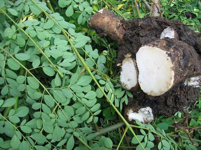 Za A Iya Samun Biliyoyin Daloli A Noman Zogale Da Kantu A Tekun Chadi